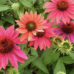 [1ECHSOTA01] Echinacea sombrero tres