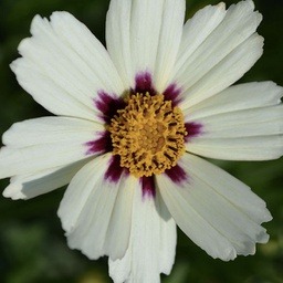 [1CORSTCL01] Coreopsis star cluster