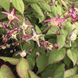 [1EPIRUBR01] Epimedium rubrum