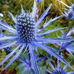 [1ERYBLGL01] Eryngium blue glitter