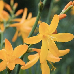 [1CROGEOD01] Crocosmia george davidson