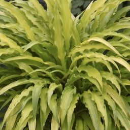 [1HOSCURF01] Hosta curly fries