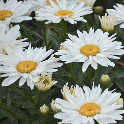 [1LEUSPSU01] Leucanthemum spoonful of sugard