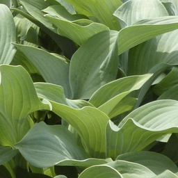 [1HOSKREG02] Hosta krossa regal