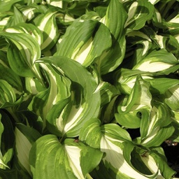 [1HOSUMVA02] Hosta mediovariegata (undulata)