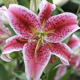 [1LILASTA02] Lilium stargazer (oriantal)