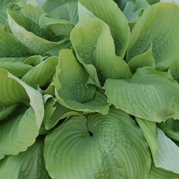 [1HOSSUMS01] Hosta sum and substance