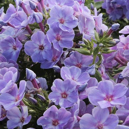 [1PHLYOMA02] Phlox younique mauve (paniculata)