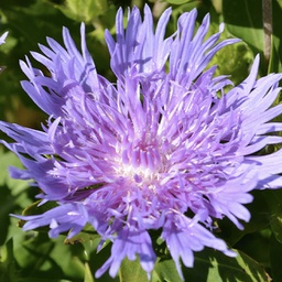 [1STOKPPI01] Stokesia peachies pick