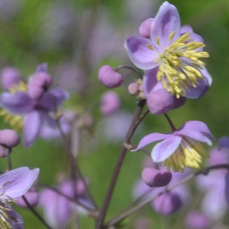 [1THAROCH02] Thalictrum rochebrunianum