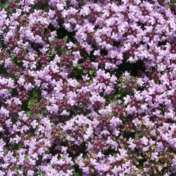 [1THYCPSE01] Thymus pseudolanuginosus