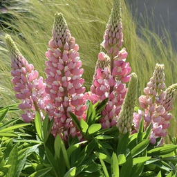 [1LUPMGPB01] Lupinus mini gallery pink bicolor