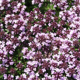 Thymus roseus (serpyllum)