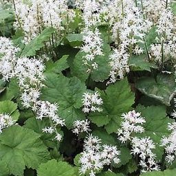 [1TIACORD01] Tiarella cordifolia