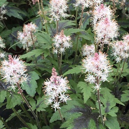 [1TIASUPI01] Tiarella sugard spice