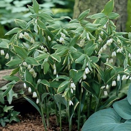 [1POLYTMV02] Polygonatum veriegatum (Multiflorum)