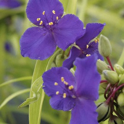 [1TRABAGO01] Tradescantia blue and gold (andersoniana)