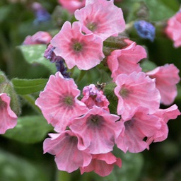 [1PULPRPI01] Pulmonaria pretty in pink