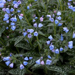 [1PULTWTO01] Pulmonaria twinkle toes