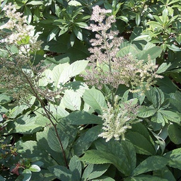 [1RODAESC02] Rodgersia aesculifolia