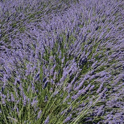 [1LAVAGRO02] Lavandula grosso (angustifolia)