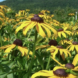 [1RUDGOLD02] Rudbeckia goldsturm (fulgida)