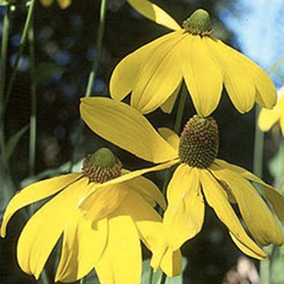 [1RUDHERB02] Rudbeckia herbstsonne (nitida)