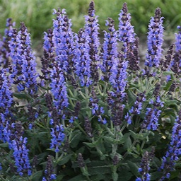 [1SALBUBL02] Salvia Bumbleblue (nemorosa)