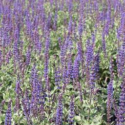 [1SALCARA02] Salvia caradonna (nemorosa)