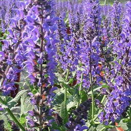 [1SALSMNI02] Salvia may night (sylvestris)