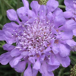 [1SCABBLU01] Scabiosa butterfly blue (columbaria)