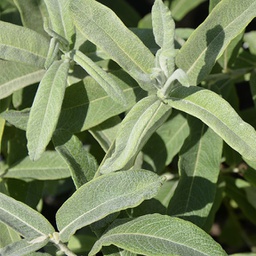 Salix canadian jefberg iceberg alley