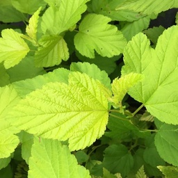 Physocarpus opulifolius dart's gold