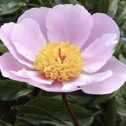 [1PAENYMP02] Paeonia nymphe (lactiflora)