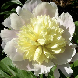 [1PAEPRIM02] Paeonia primavera (lactiflora)