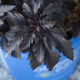 Physocarpus panther ninedark (opulifolius)