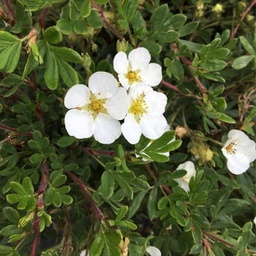 Potentilla fruticosa abbotswood