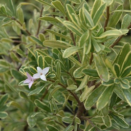 Daphne Carol mackie (burkwooddii)