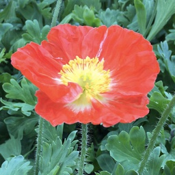 [1PAPSPFO01] Papaver spring fever orange