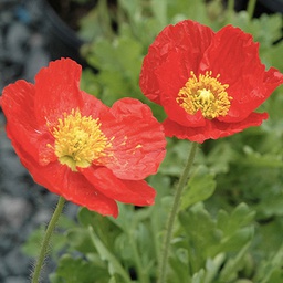 [1PAPSPFR01] Papaver spring fever red