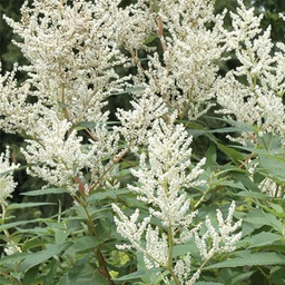 [1PERSPOL02] Persicaria polymorpha