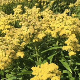 [1SOLLILE01] Solidago little lemon