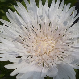 [1STOKDIV01] Stokesia divinity