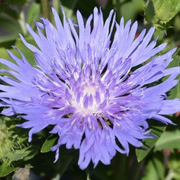 [1STOKMBL01] Stokesia mels blue