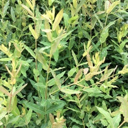 Salix integra flamingo