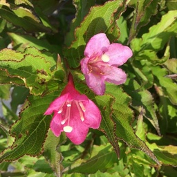 Weigela florida czechmark trilogy