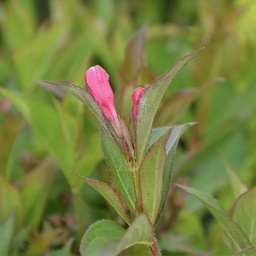 Weigela florida minuet