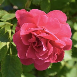 Rosa George Vancouver