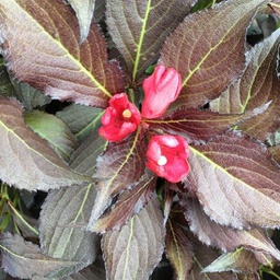 Weigela date night electric love