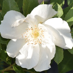 Rosa morden snowbeauty